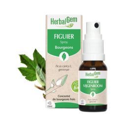 Concentrés de bourgeons Bourgeon de Figuier - spray - 15 ml