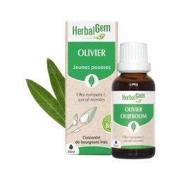 Concentrés de bourgeons Bourgeon d'Olivier - 30ml