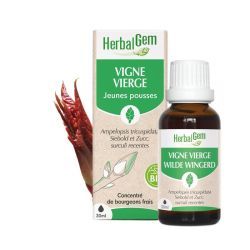 Concentrés de bourgeons VIGNE VIERGE - 15ml