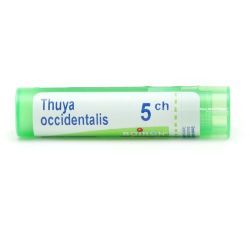 Thuya occidentalis granules homéopathie Boiron - 5 CH