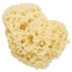 Eponges de Mer Naturelle - 11cm