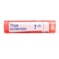 Thuya occidentalis granules - 7 CH