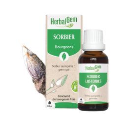 Concentrés de bourgeons Sorbier - 15ml