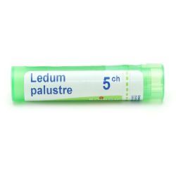 Boiron Ledum palustre granules - 5 CH