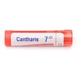 Boiron Cantharis granules - 7 CH