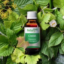 Concentrés de bourgeons Bourgeon de cassis - 30 ml