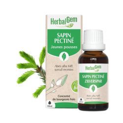 Concentrés de bourgeons Sapin pectiné Bio - 15 ml