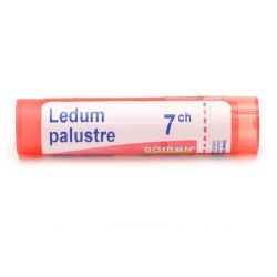 Boiron Ledum palustre granules - 7 CH