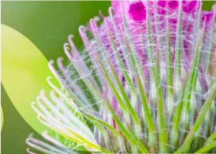 3 PLANTES POUR DETOXIFIER LE FOIE