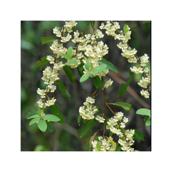Huile essentielle Litsee citronnée - 10ml