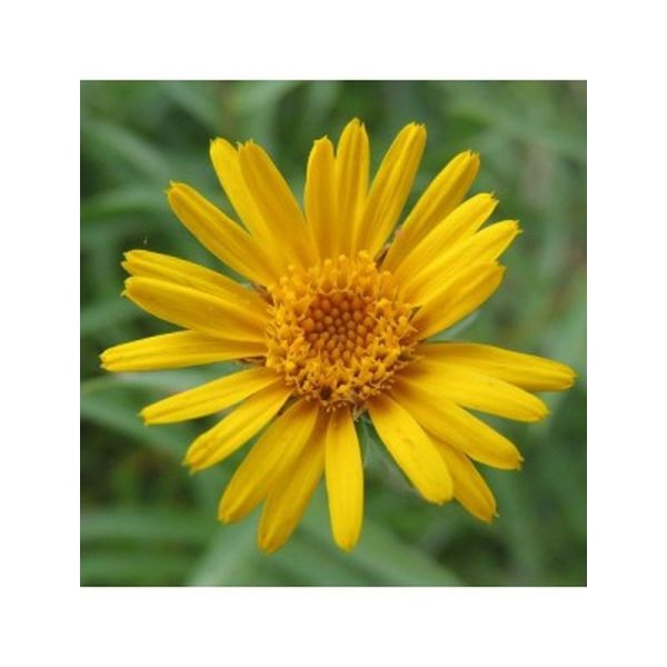 Huile de macération Arnica Bio - 50ml