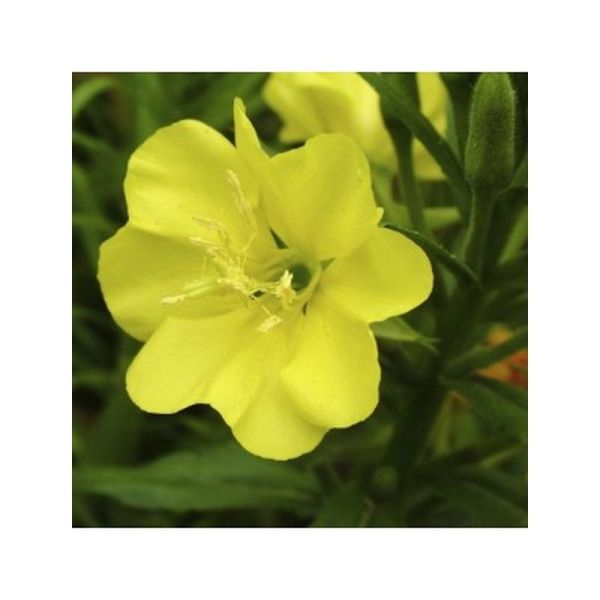 Huile Végétale Onagre Bio - 50ml