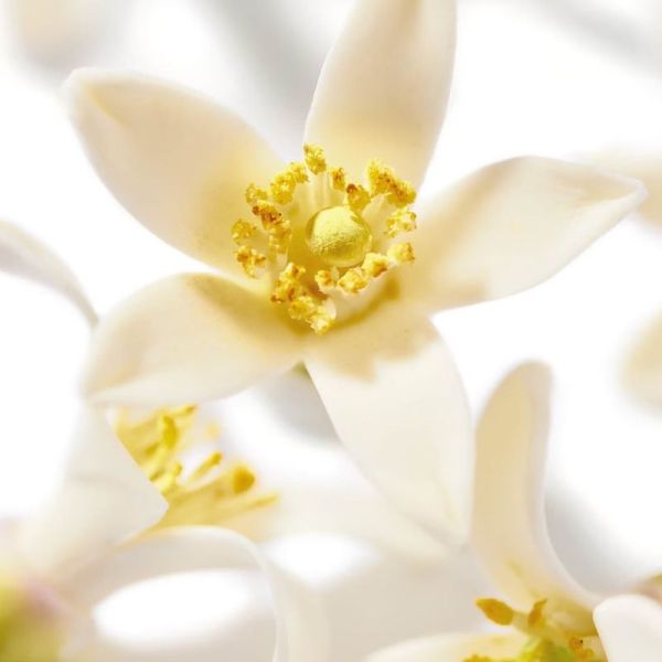 PRODIGIEUX® Néroli Le parfum - 50ml