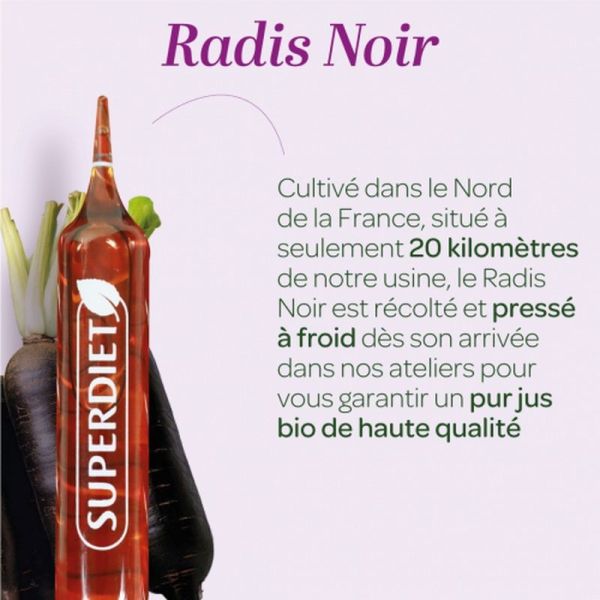 Radis noir - 20 ampoules