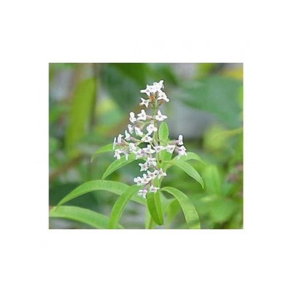 Huile essentielle Verveine citronnée - 5ml