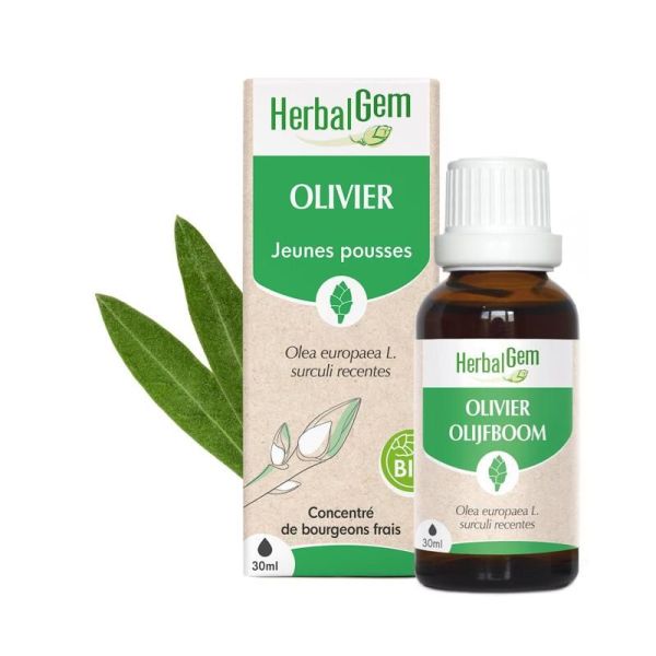 Concentrés de bourgeons Bourgeon d'Olivier - 30ml