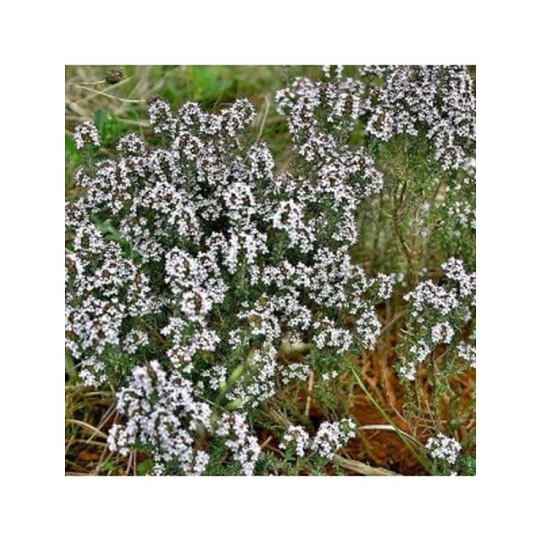 Huile essentielle Thym vulgaire à thujanol - 5ml