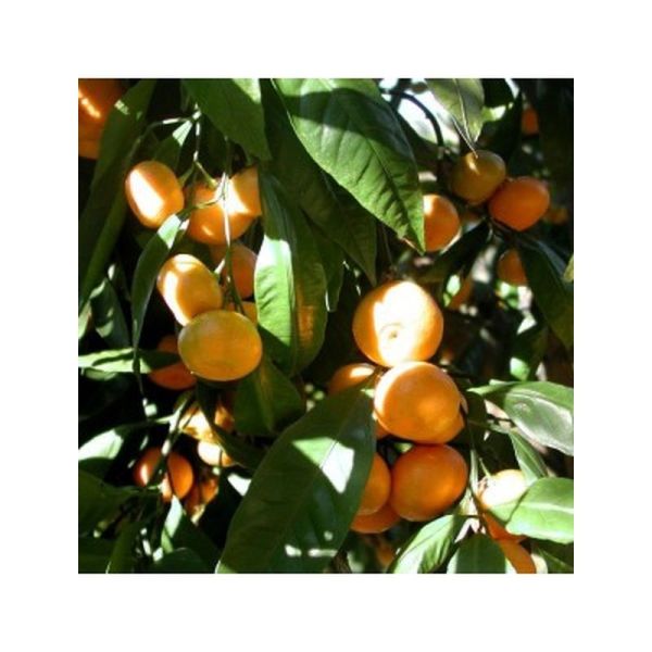 Petit Grain Mandarine - 5ml