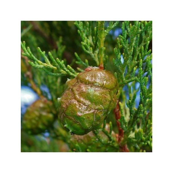 Huile essentielle de Cyprès Toujours Vert - 10ml
