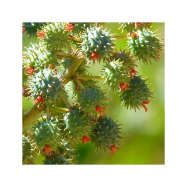 Huile végétale Ricin Bio - 50ml