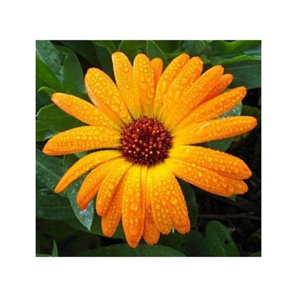Huile végétale Calendula Bio - 50ml