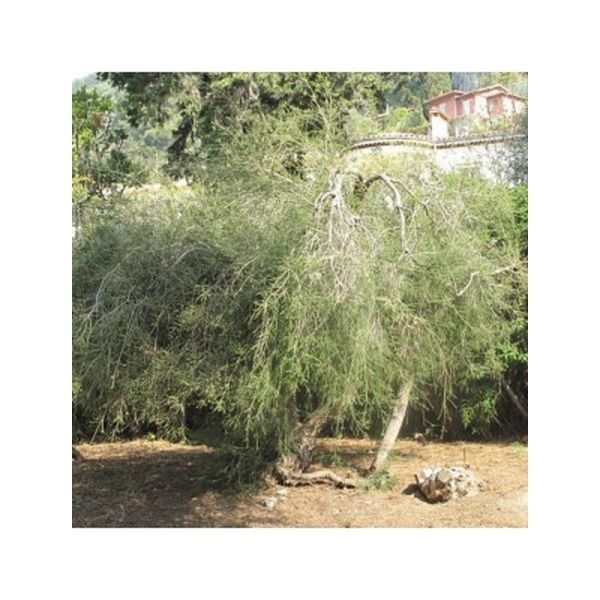Hydrolat Tea Tree Bio - 150ml