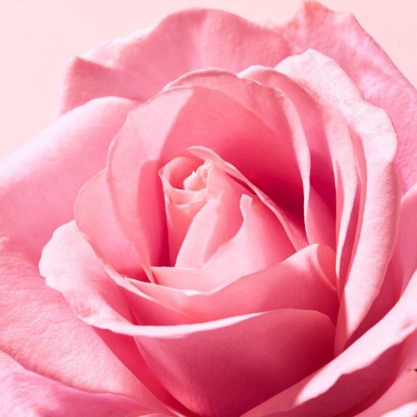 Baume lèvres à la rose - 15g