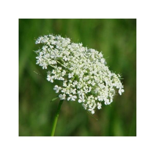Huile végétale Carotte Bio - 50ml