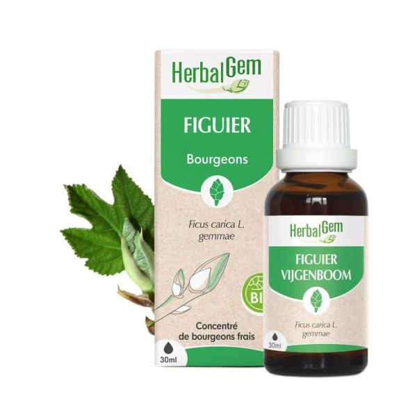 Concentrés de bourgeons Bourgeon de figuier - 30 ml