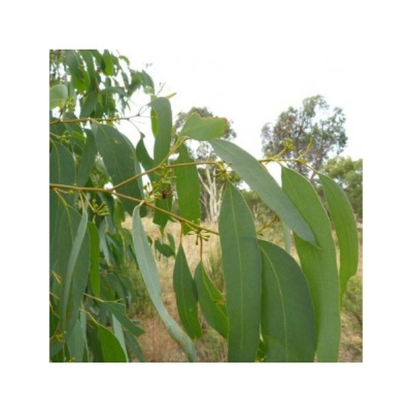 Huile Essentielle Eucalyptus Radié - 10ml