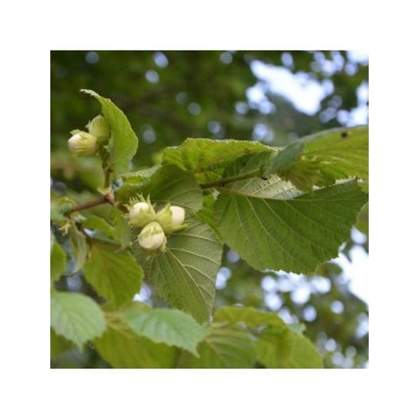 Huile végétale Noisette Bio - 50ml