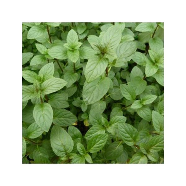 Perles Menthe Poivrée Bio - 60 perles