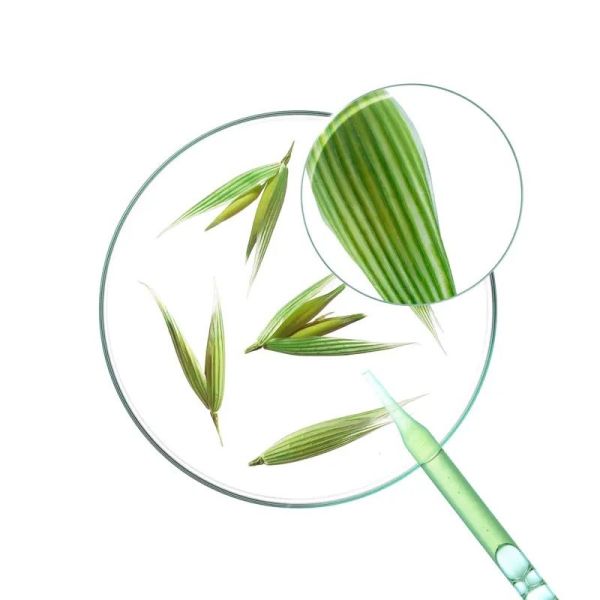Shampoing solide à l'Avoine - Pain - 80 g
