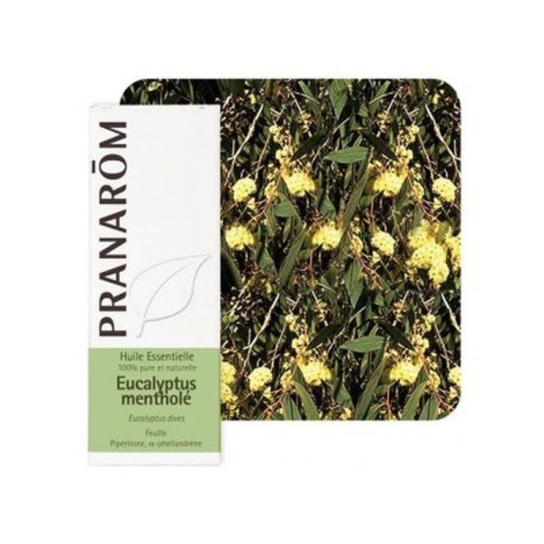 Huile essentielle Eucalyptus mentholé - 10ml