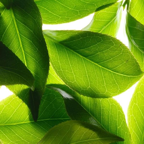 Eau Exaltante Parfumante - 30 ml