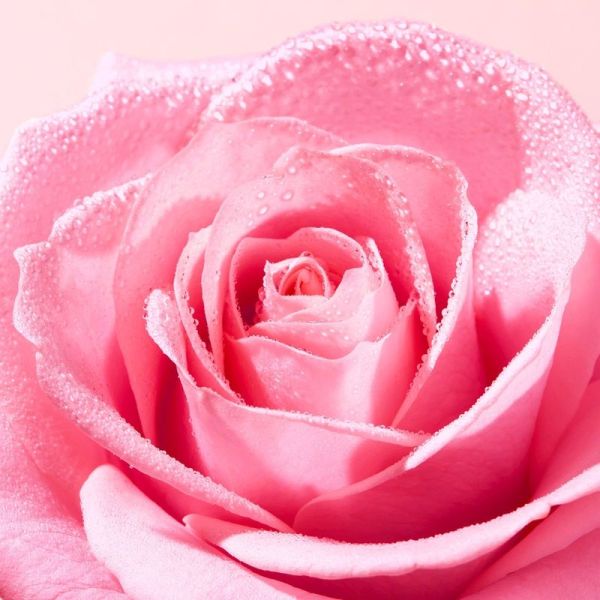 VERY ROSE Gommage Éclat Visage - 75 ml