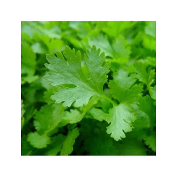 Huile essentielle Coriandre - 10ml