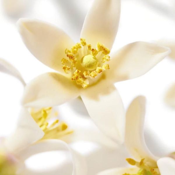 Prodigieux Néroli Le parfum - 50ml