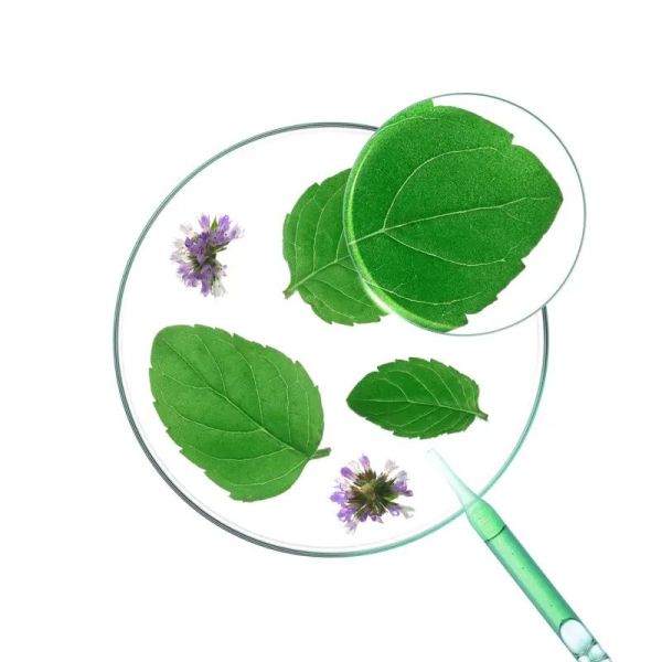 Shampoing à la Menthe aquatique BIO - 400ml - 400 ml