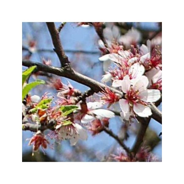 Huile végétale Amande douce Bio - 50ml