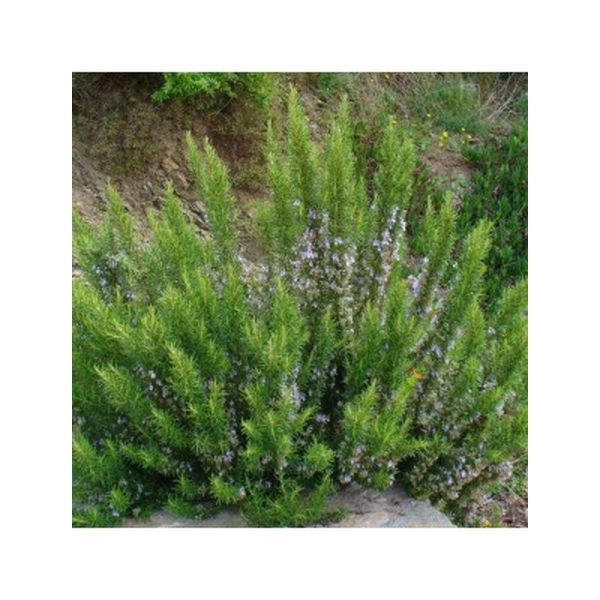 Romarin à Verbénone Huile Essentielle - 5ml