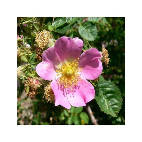 Huile végétale Rose musquée Bio - 50ml