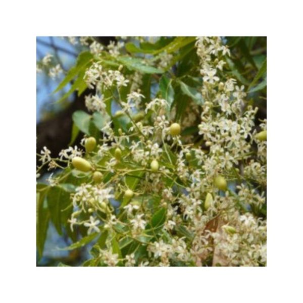 Huile Végétale Neem Bio - 50ml