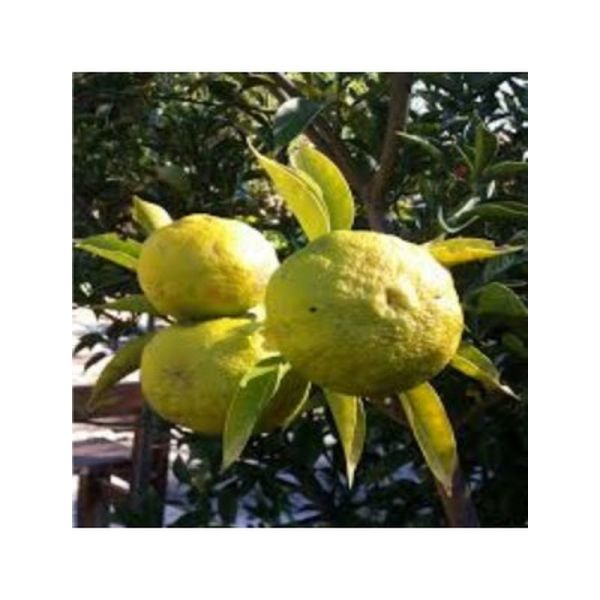 Yuzu Huile Essentielle - 5ml