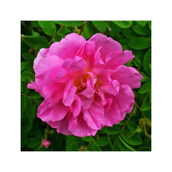 Hydrolat Rose de Damas Bio - 150ml