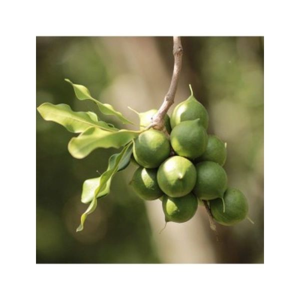 Huile végétale Macadamia Bio - 50ml