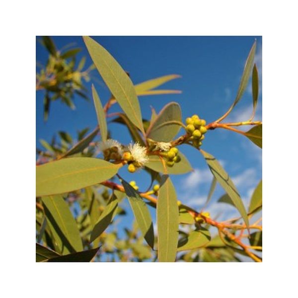 Huile essentielle Eucalyptus mentholé - 10ml