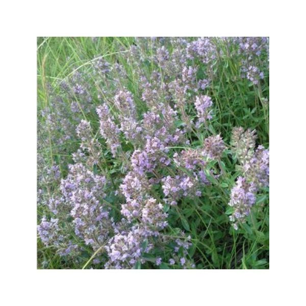 Huile essentielle Thym à feuilles de sarriette - 10ml