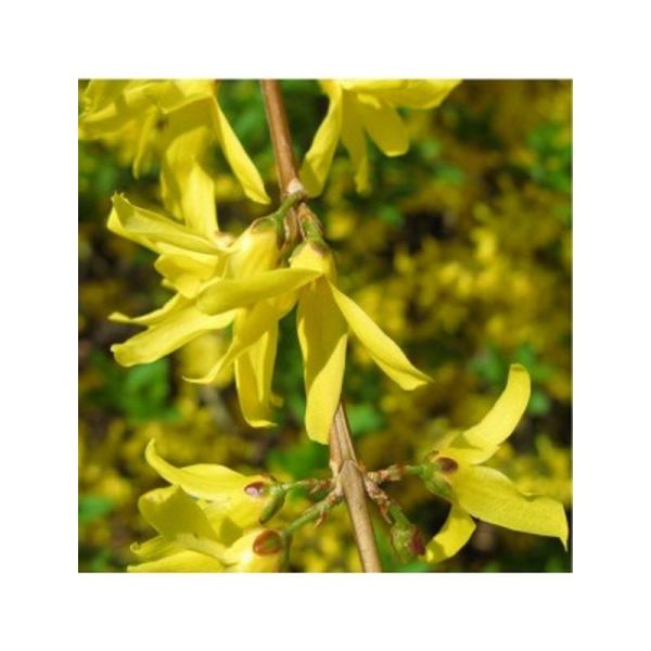 Ylang-Ylang Tot Huile Essentielle - 5ml