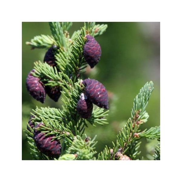 Huile essentielle Épinette noire - 10ml